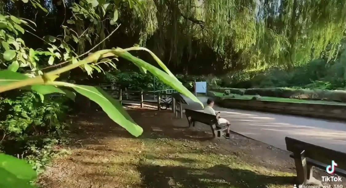A person sitting on a wooden bench beside a curving path under weeping willow trees, with a large leaf in the foreground